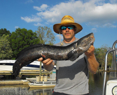 Learn about the Northern Snakehead
